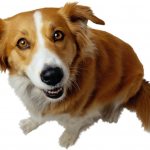 4 вида лишая у собак: как распознать и чем мазать, вакцины и прививки, как выглядит