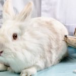 Ассоциативная вакцина для кроликов состав