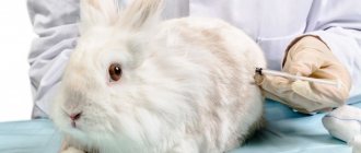 Ассоциативная вакцина для кроликов состав