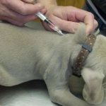 Как делать собаке укол