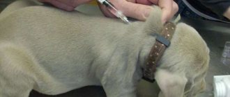 Как делать собаке укол