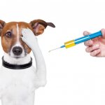 Осложнения после вакцинации животных