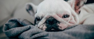 What diseases are puppies vaccinated against?