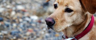 Причины образования шишек у собак