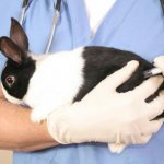 Vaccinations for rabbits against myxomatosis and VGBV